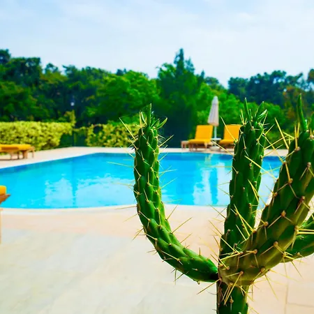 Olea Akyaka (Mugla)